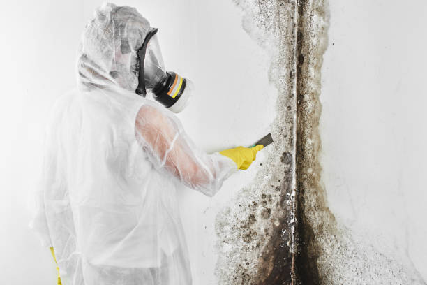 Best Fast Mold Removal  in Chino, CA