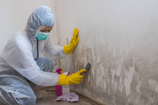 Professional Mold Removal in Chino, CA