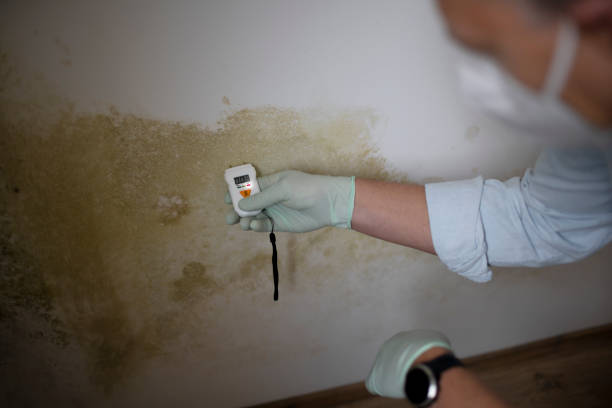 Best Professional Mold Removal  in Chino, CA