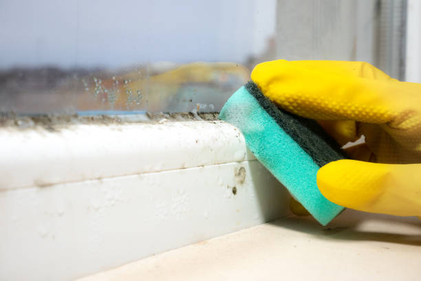 Best Mold Remediation  in Chino, CA