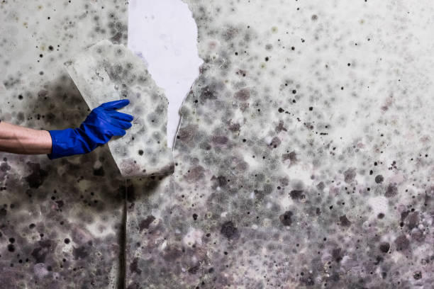 Best Attic Mold Removal  in Chino, CA