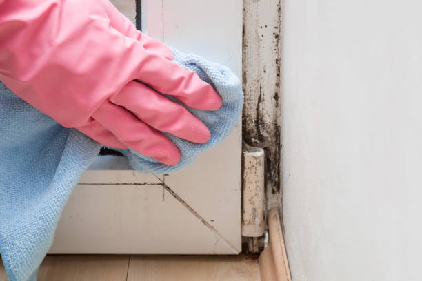 Crawl Space Mold Removal in Chino, CA