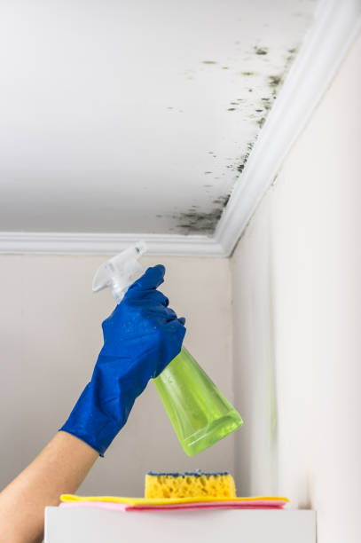Best Toxic Mold Removal  in Chino, CA