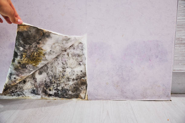 Best Black Mold Removal  in Chino, CA